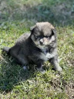 Eli, a male Pomsky for sale in Greenville, MO – Photo 1 of 8