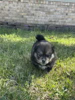 Eli, a male Pomsky for sale in Greenville, MO – Photo 4 of 8