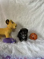 Eli, a male Pomsky for sale in Greenville, MO – Photo 6 of 8