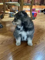 Marshall, a male Pomsky for sale in Greenville, MO – 4 of 6