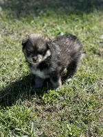 Eli, a male Pomsky for sale in Greenville, MO – Photo 5 of 8