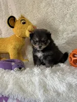 Eli, a male Pomsky for sale in Greenville, MO – Photo 3 of 8