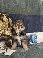 Marshall, a male Pomsky for sale in Greenville, MO – 6 of 6