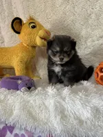 Eli, a male Pomsky for sale in Greenville, MO – Photo 2 of 8