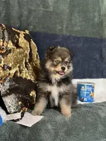 Marshall, a male Pomsky for sale in Greenville, MO – 5 of 6