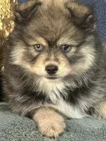 Marshall, a male Pomsky for sale in Greenville, MO – 3 of 6