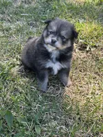 Eli, a male Pomsky for sale in Greenville, MO – Photo 7 of 8