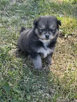 Eli, a male Pomsky for sale in Greenville, MO – Photo 8 of 8