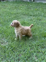 MACKY, a male Cavapoo for sale in Greenville, MO – 5 of 8