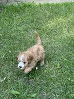 MACKY, a male Cavapoo for sale in Greenville, MO – 3 of 8