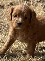 Octavia, a female Cavapoo for sale in Greenville, MO – Photo 2 of 10
