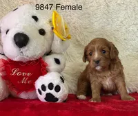 Octavia, a female Cavapoo for sale in Greenville, MO – Photo 1 of 10