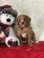 Octavia, a female Cavapoo for sale in Greenville, MO – Photo 5 of 10