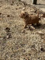 Octavia, a female Cavapoo for sale in Greenville, MO – Photo 7 of 10