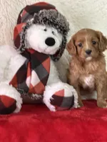 Octavia, a female Cavapoo for sale in Greenville, MO – Photo 8 of 10