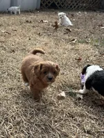 Octavia, a female Cavapoo for sale in Greenville, MO – Photo 9 of 10