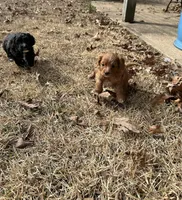 Octavia, a female Cavapoo for sale in Greenville, MO – Photo 10 of 10