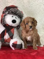 Octavia, a female Cavapoo for sale in Greenville, MO – Photo 6 of 10