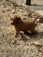 Octavia, a female Cavapoo for sale in Greenville, MO – Photo 4 of 10