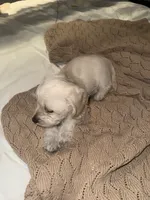 Lulu, a female Doxiepoo for sale in Mesa, AZ – 3 of 5