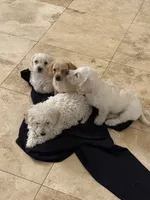 Lulu, a female Doxiepoo for sale in Mesa, AZ – 2 of 5