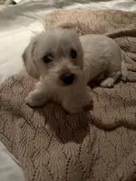 Lulu, a female Doxiepoo for sale in Mesa, AZ – 5 of 5