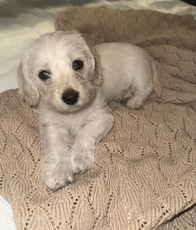 Lulu – Doxiepoo puppy for sale in Mesa, AZ