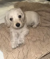 Lulu, a female Doxiepoo for sale in Mesa, AZ – 1 of 5
