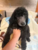bella, a female Poodle - Standard  for sale in Dunnellon, FL – 2 of 6