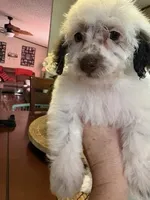 DOTTIE, a female Schnoodle for sale in Dunnellon, FL – Photo 1 of 3