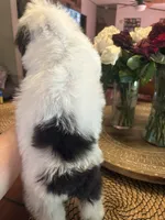 DOTTIE, a female Schnoodle for sale in Dunnellon, FL – Photo 3 of 3