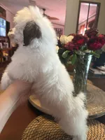 DOTTIE, a female Schnoodle for sale in Dunnellon, FL – Photo 2 of 3