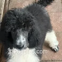 Ace jr – Poodle - Standard  puppy for sale in Dunnellon, FL