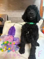 bella, a female Poodle - Standard  for sale in Dunnellon, FL – 5 of 6