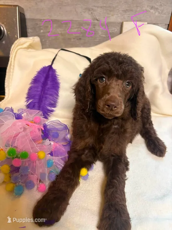 bella – Poodle - Standard  puppy for sale in Dunnellon, FL