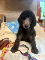 bella, a female Poodle - Standard  for sale in Dunnellon, FL – 3 of 6