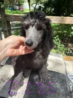 JUNIOR, a female Poodle - Standard  for sale in Dunnellon, FL – 2 of 2