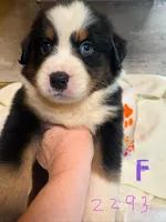max, a male Australian Shepherd and Bernese Mountain Dog for sale in Dunnellon, FL – 5 of 7