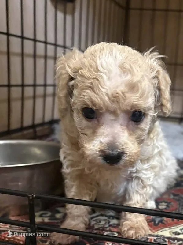 runt – Poodle - Toy , Morkie puppy for sale in Dunnellon, FL