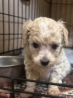 runt, a male Poodle - Toy  and Morkie for sale in Dunnellon, FL – 1 of 2