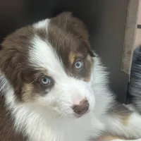 scarlet, a female Australian Shepherd for sale in Dunnellon, FL – 1 of 1