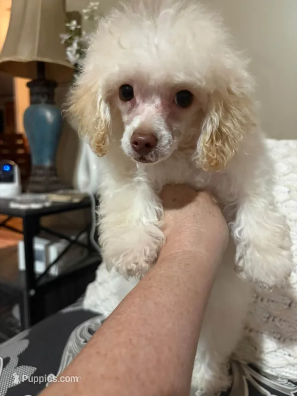 TINKER BELL – Poodle - Toy , Morkie puppy for sale in Dunnellon, FL