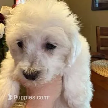 ELSA, a female Schnoodle for sale in Dunnellon, FL – Photo 1 of 2