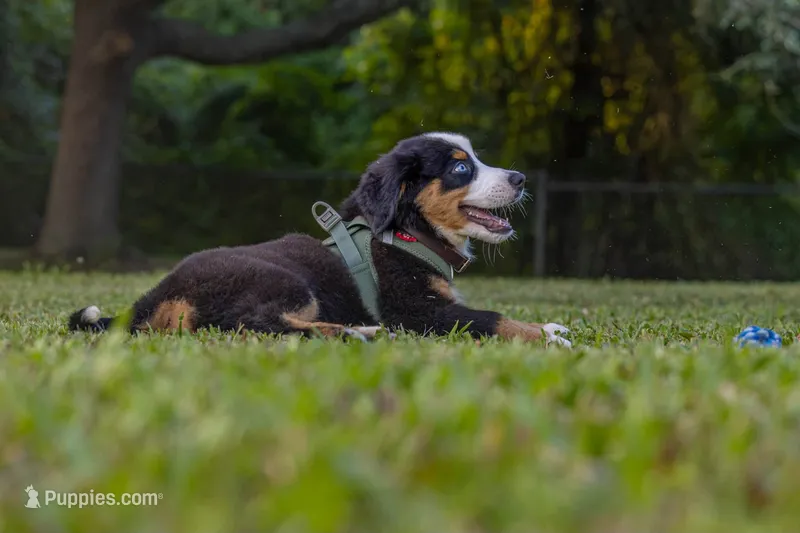 max – Australian Shepherd, Bernese Mountain Dog puppy for sale in Dunnellon, FL