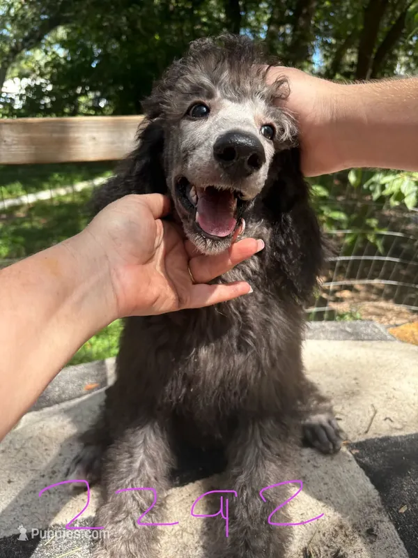 JUNIOR – Poodle - Standard  puppy for sale in Dunnellon, FL