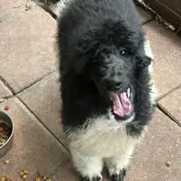 Ace jr, a male Poodle - Standard  for sale in Dunnellon, FL – 3 of 3