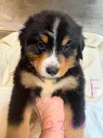 max, a male Australian Shepherd and Bernese Mountain Dog for sale in Dunnellon, FL – 6 of 7