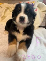max, a male Australian Shepherd and Bernese Mountain Dog for sale in Dunnellon, FL – 1 of 7