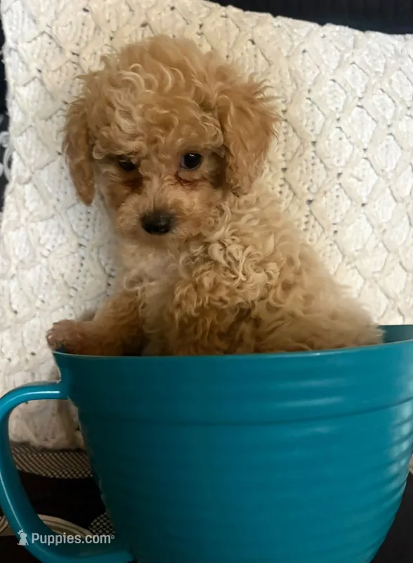 runt – Poodle - Toy , Morkie puppy for sale in Dunnellon, FL