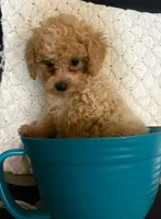 TINKER BELL, a female Poodle - Toy  and Morkie for sale in Dunnellon, FL – 1 of 1